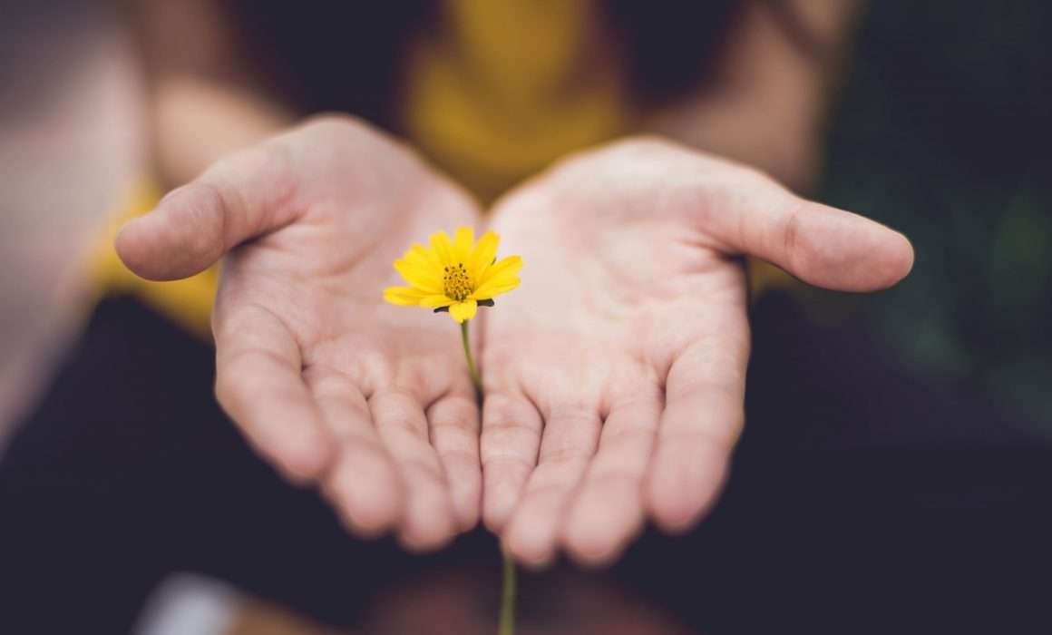 hands-holding-yellow-flower