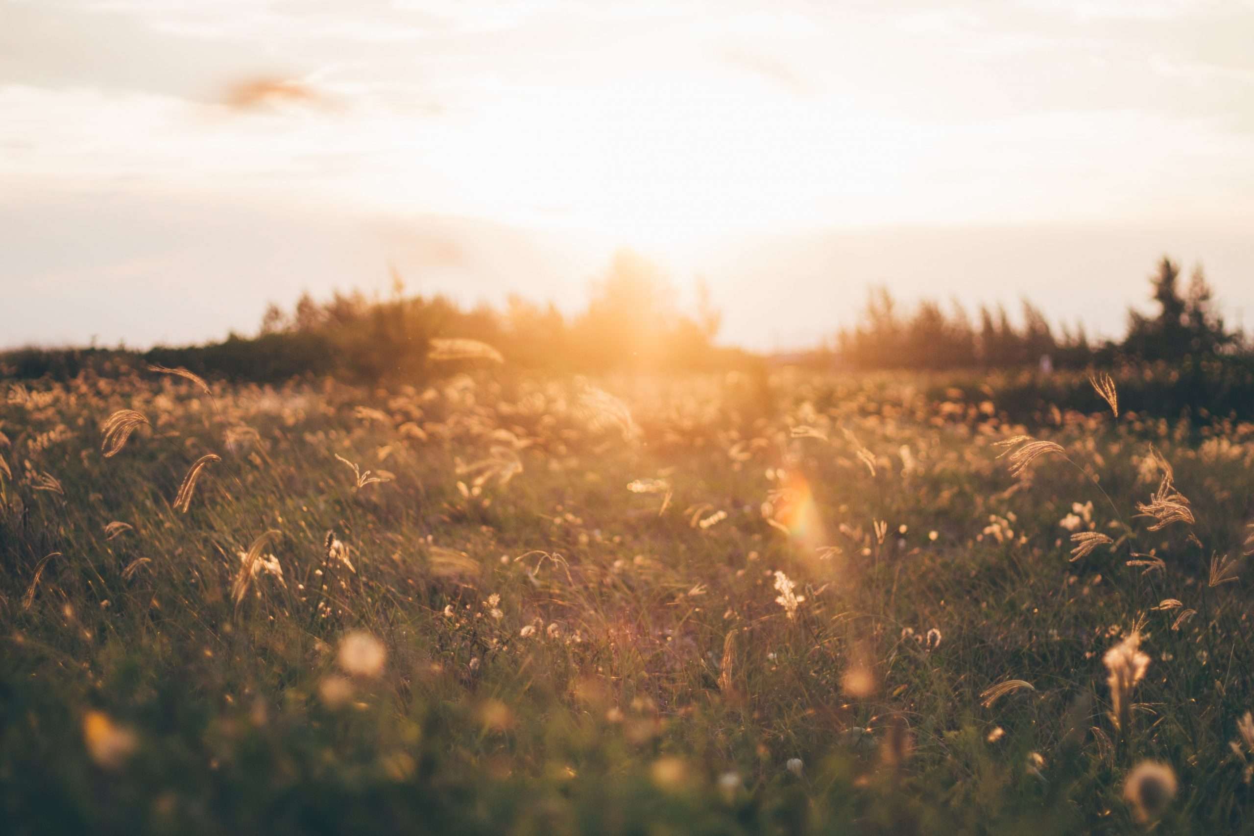field-of-flowers-at-dusk