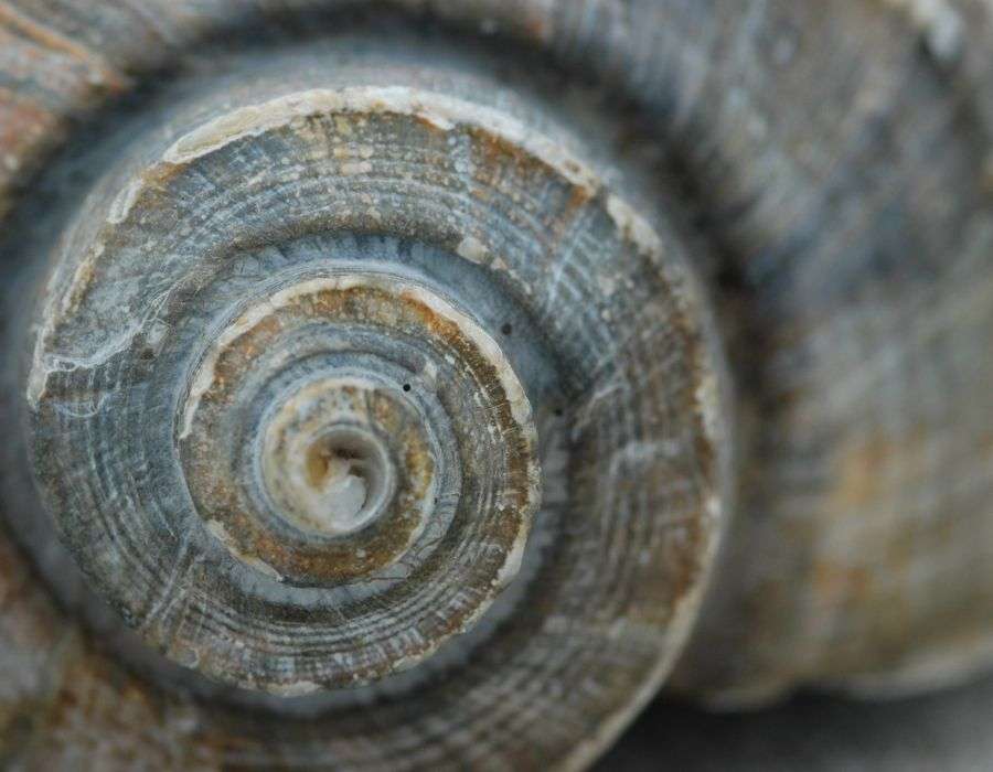 close-up-seashell-joy-in-the-little-things-blog-post
