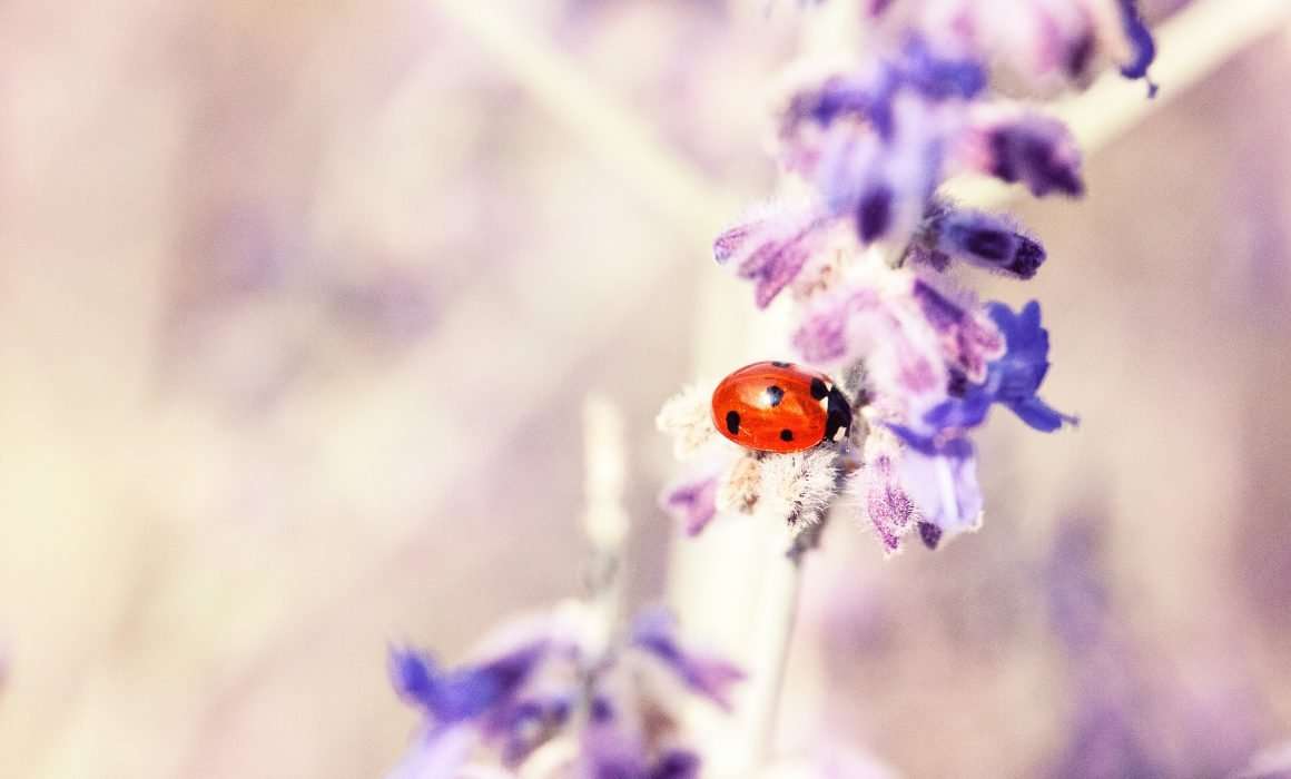 lady-bird-closeup-on-purple-lavender-flowers-finding-joy-in-little-things