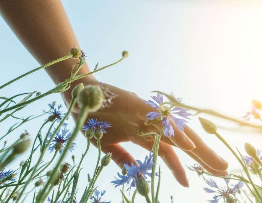 close-up-hand-sweeping-across-top-of-wild-flowers-in-field-sun-shining-mindfulness-blog-post