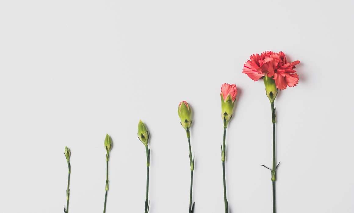 flatlay-flower-at-different-stages-of-growth-allowing-yourself-to-grow-blog-post