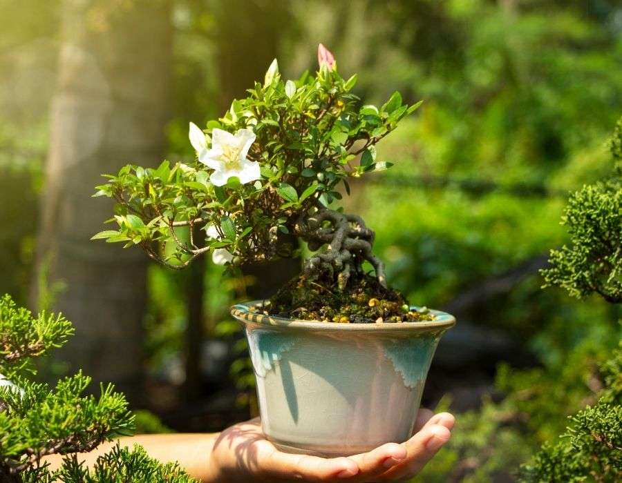 bonsai-in-ceramic-pot-on-outstretched-hand-the-importance-of-hobbies-blog-post