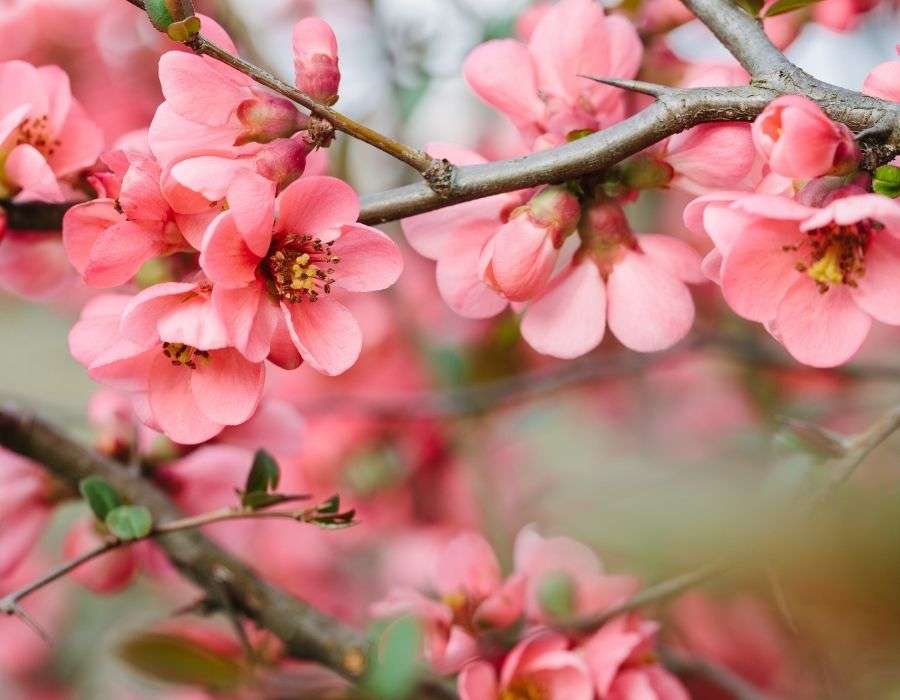 close-up-pink-spring-blossoms-spring-blog