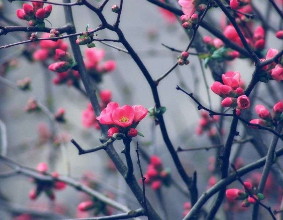 dark-pink-blossoms-on-dark-branches-spring-blog